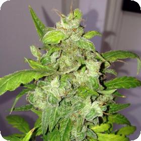 Auto Lemon Bubble Feminised Seeds