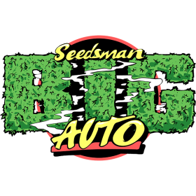 B.I.G. Auto Feminised Seeds B.I.G. Auto Feminised Seeds