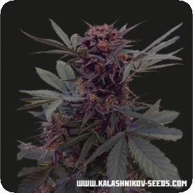 Babushka Black Auto Feminised Seeds Babushka Black Auto Feminised Seeds