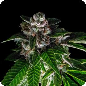 Bakers Delight Feminised Seeds (Sorbet Collection) Bakers Delight Feminised Seeds (Sorbet Collection)