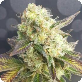 Banana Sherbet x Chocolate Regular Seeds Banana Sherbet x Chocolate Regular Seeds