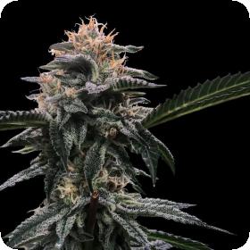 Banana Sorbet Feminised Seeds (Sorbet Collection) Banana Sorbet Feminised Seeds (Sorbet Collection)