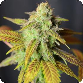Barbarella Feminised Seeds Barbarella Feminised Seeds