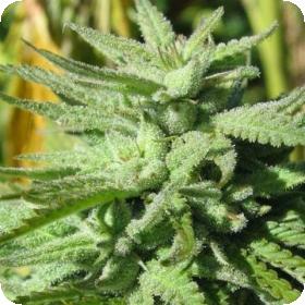BC Hash Plant Feminised Seeds BC Hash Plant Feminised Seeds