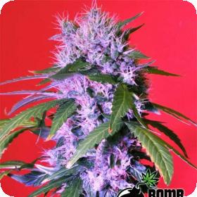 Berry Bomb Regular Seeds Berry Bomb Regular Seeds