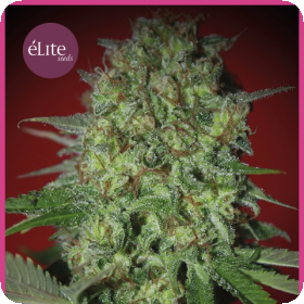 Bestial Skunk Feminised Seeds Bestial Skunk Feminised Seeds