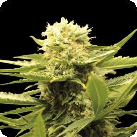 Black Dream Feminised Seeds Black Dream Feminised Seeds