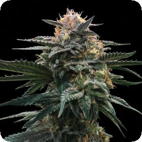 Blood Orange Sorbet Feminised Seeds (Sorbet Collection) Blood Orange Sorbet Feminised Seeds (Sorbet Collection)