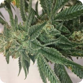 Blotto OGK FEMINISED Seeds Blotto OGK FEMINISED Seeds
