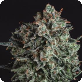 Blue Cheese x SCBDX Feminised Seeds Blue Cheese x SCBDX Feminised Seeds