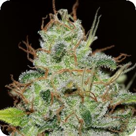 Bruce Banger FAST Feminised Seeds Bruce Banger FAST Feminised Seeds