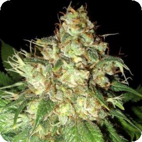 Bubba Cheese Auto Feminised Seeds Bubba Cheese Auto Feminised Seeds