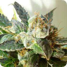 Bubble Crack Autoflowering Regular Seeds Bubble Crack Autoflowering Regular Seeds