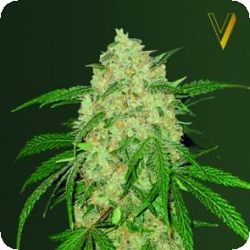 Bubblegum + Pro Feminised Seeds