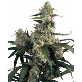 Quasar Feminised Seeds