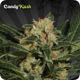 Candy Kush Auto Regular Seeds