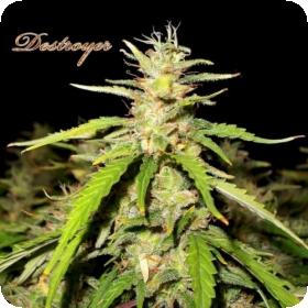 Destroyer Regular Seeds Destroyer Regular Seeds