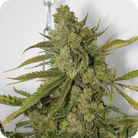 Cheese Dog Regular Seeds Cheese Dog Regular Seeds