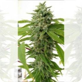 Chem Toffees Regular Seeds Chem Toffees Regular Seeds
