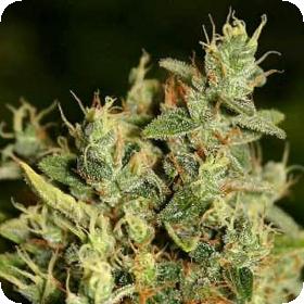 ChemWreck Kush Regular Seeds ChemWreck Kush Regular Seeds