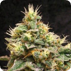 Chocolope Kush Feminised Seeds Chocolope Kush Feminised Seeds