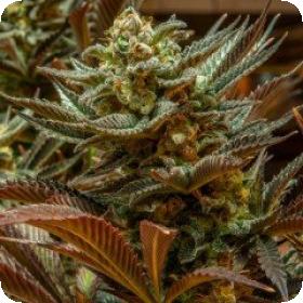 Cinderella 99 Regular Seeds