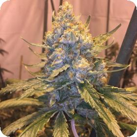 Cocoa Og Jpg