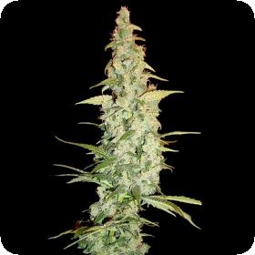 Cole Train Feminised Seeds Cole Train Feminised Seeds