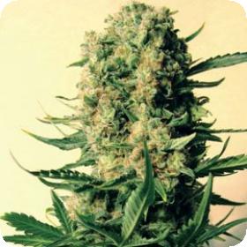 Critical Skunk Regular Seeds Critical Skunk Regular Seeds