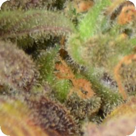 Critical Auto Feminised Seeds Critical Auto Feminised Seeds