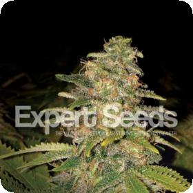 Critical Blue Auto Feminised Seeds Critical Blue Auto Feminised Seeds
