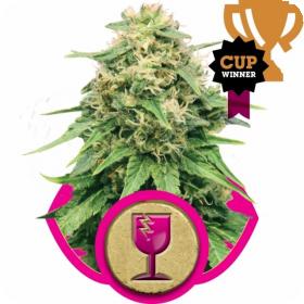 Critical Feminised Seeds Critical Feminised Seeds