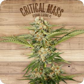 Critical Mass Feminised Seeds Critical Mass Feminised Seeds