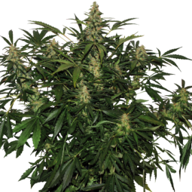 Deimos Auto Regular Seeds