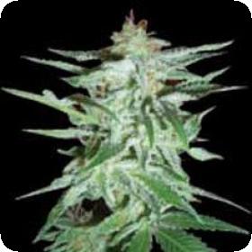Delirium Feminised Seeds Delirium Feminised Seeds