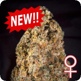 Diamond Queen Kush Auto Feminised Seeds Diamond Queen Kush Auto Feminised Seeds