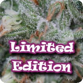 Diesel Cookie Feminised Seeds