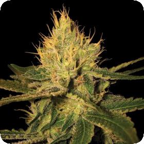 Cannalope Haze Feminised Seeds Cannalope Haze Feminised Seeds