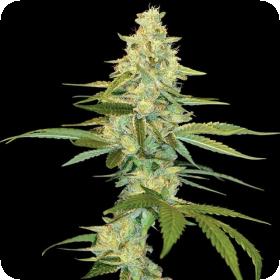 Cannalope Kush Feminised Seeds Cannalope Kush Feminised Seeds