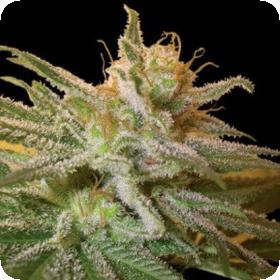 Kushberry Feminised Seeds Kushberry Feminised Seeds