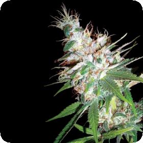 L.A. Woman Feminised Seeds L.A. Woman Feminised Seeds