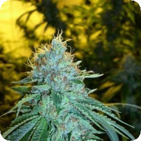 Martian Kush Feminised Seeds Martian Kush Feminised Seeds