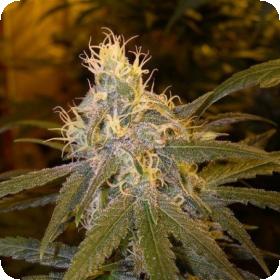 Chocolope Feminised Seeds Chocolope Feminised Seeds