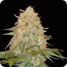 La Chocolat Feminised Seeds La Chocolat Feminised Seeds