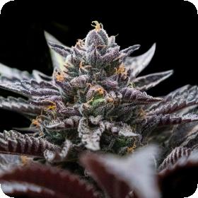Double Stuffed Sorbet Feminised Seeds (Sorbet Collection) Double Stuffed Sorbet Feminised Seeds (Sorbet Collection)