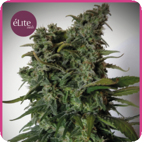 Elite 47 Feminised Seeds Elite 47 Feminised Seeds