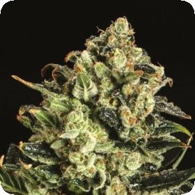 Emerald Jack x SCBDX Feminised Seeds