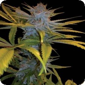 Exodus Kush Feminised Seeds Exodus Kush Feminised Seeds