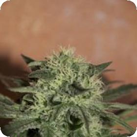 Auto Lemon Feminised Seeds Auto Lemon Feminised Seeds