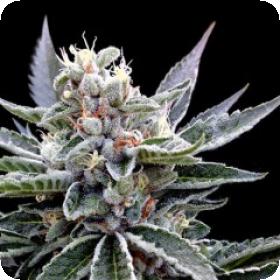 Florida Gold Feminised Seeds Florida Gold Feminised Seeds